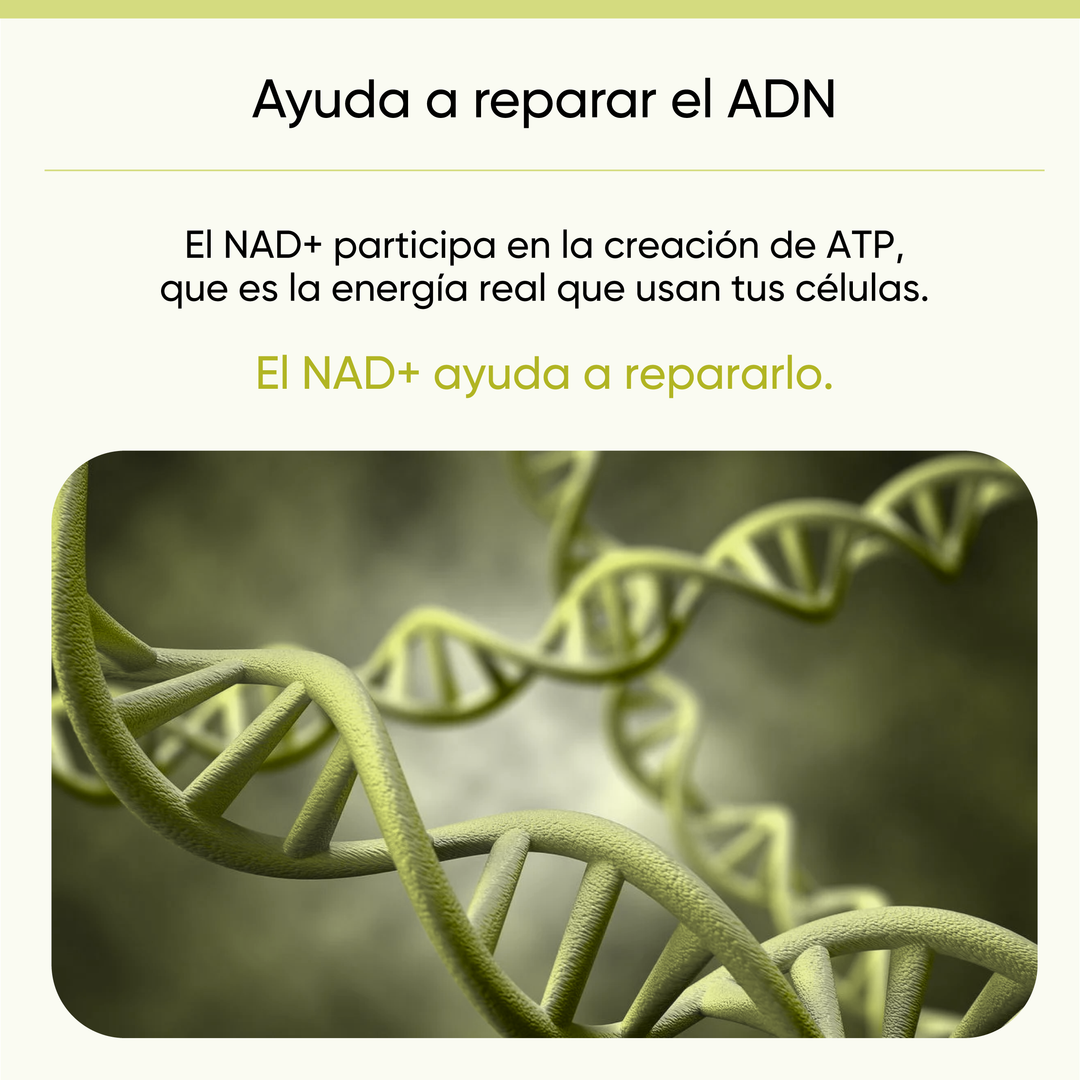 NAD+ RcOcio – Resveratrol - Quercetina - Antienvejecimiento